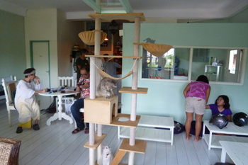 Cat Cafe Ubud4.jpg