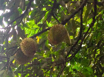 durian1_1.jpg