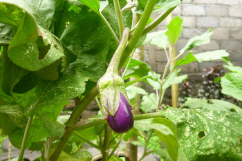 eggplant2.jpg