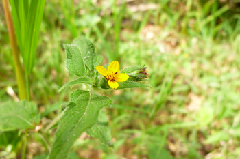 flor3.jpg