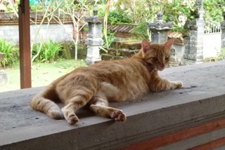 cat-nanasi.jpeg