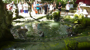 monkeyforest6.jpg